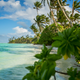 Palmyra Atoll is a rugged coral atoll, with palm trees lining the shores and easily embodying the word “paradise.” Palm trees, however, are an invasive plant here, disrupting the nesting habitat of the seabirds that rely on the atoll. A major effort is underway to restore Palmyra’s native trees.